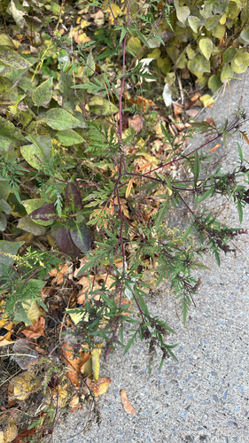 Ambrosia artemisiifolia observed 2026-10-26