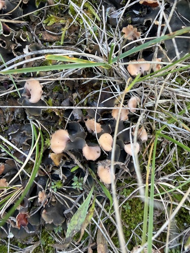 Peltigera rufescens observed 2026-10-26
