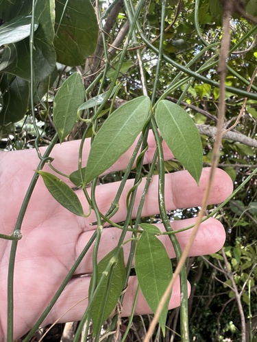 Funastrum clausum, 2026-10-26