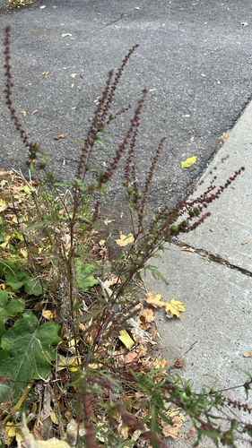 Ambrosia artemisiifolia observed 2026-10-26