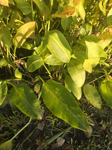 Sagittaria graminea observed 2026-10-26