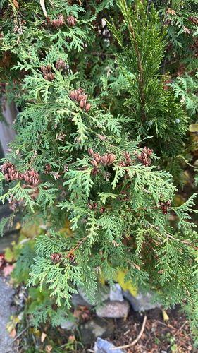 Thuja occidentalis observed 2026-10-26