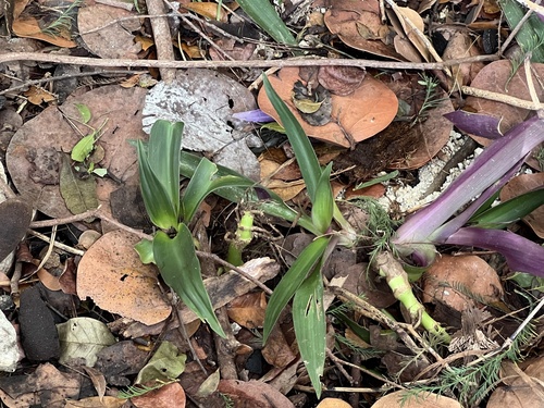 Tradescantia spathacea observed 2026-10-26