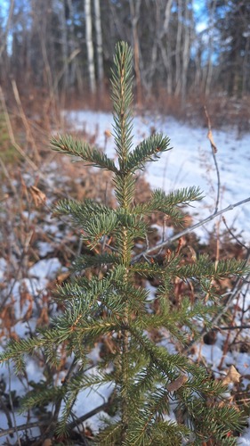 Picea glauca observed 2026-10-26
