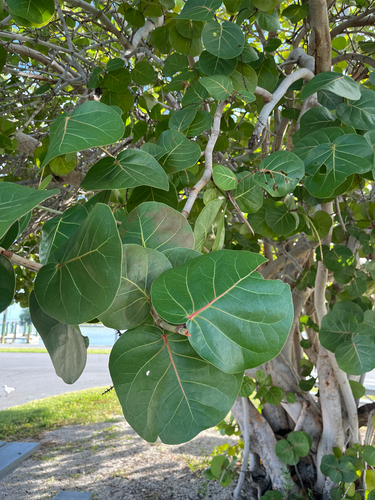 Coccoloba uvifera observed 2026-10-26
