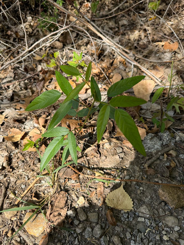 Desmodium observed 2026-10-26