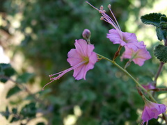 Mirabilis glabrifolia