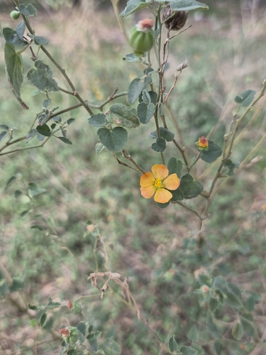 Abutilon observed 2026-10-26