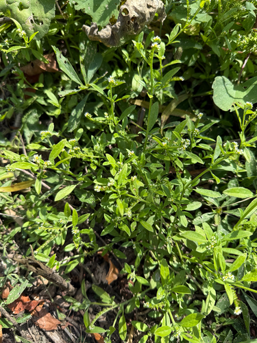 Euploca procumbens observed 2026-10-26