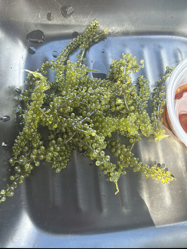 Caulerpa observed 2026-10-26