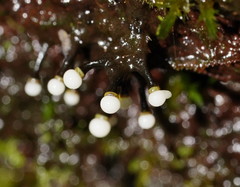 Elaeomyxa cerifera