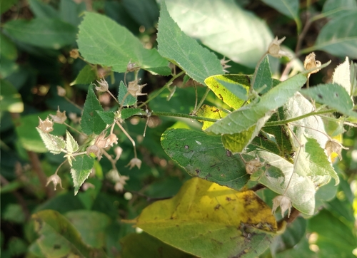 Sida cordata observed 2026-10-25
