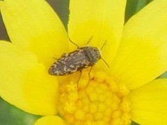 Acmaeodera neglecta