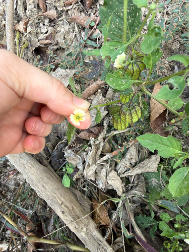 Physalis angulata observed 2026-10-26