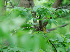 Cardellina canadensis