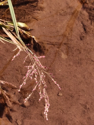 Eragrostis unioloides observed 2026-10-25