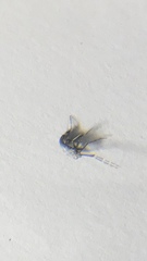 Aedes aegypti