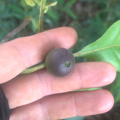 Gardenia observed 2026-10-26