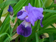 Iris × germanica