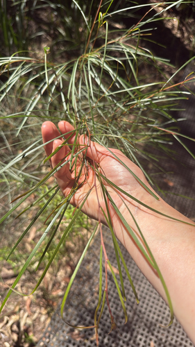 Acacia longissima, 2026-10-25