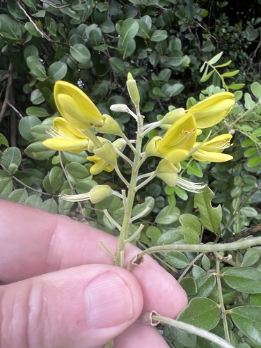Sophora tomentosa observed 2026-10-26
