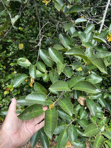Annona glabra observed 2026-10-26