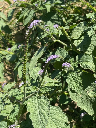 Heliotropium indicum observed 2026-10-26