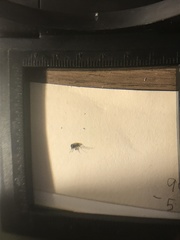 Aedes aegypti