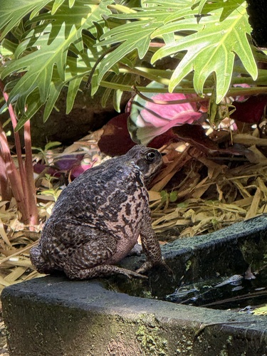 Rhinella marina observed 2026-10-25