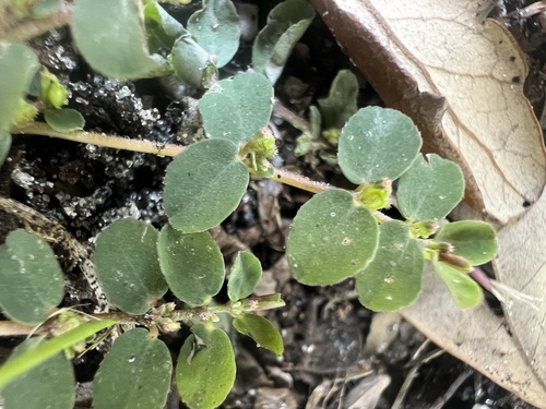 Euphorbia prostrata observed 2026-10-26