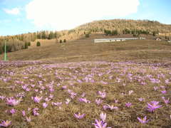 Colchicum bulbocodium