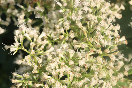 Mikania scandens observed 2026-10-26