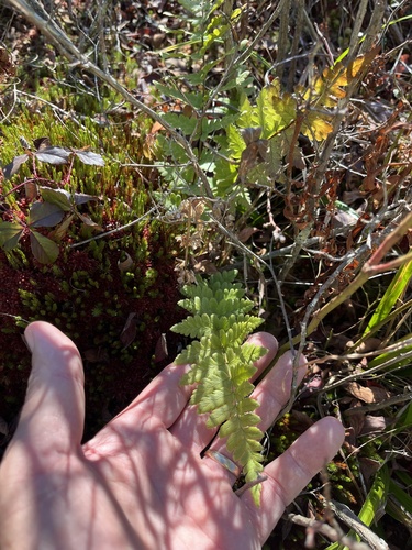 Dryopteris cristata observed 2026-10-26