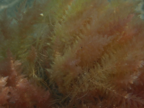 Asparagopsis armata observed 2026-10-24