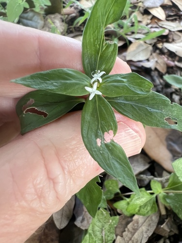 Spermacoce remota observed 2026-10-26