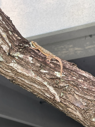 Hemidactylus platyurus observed 2026-10-26