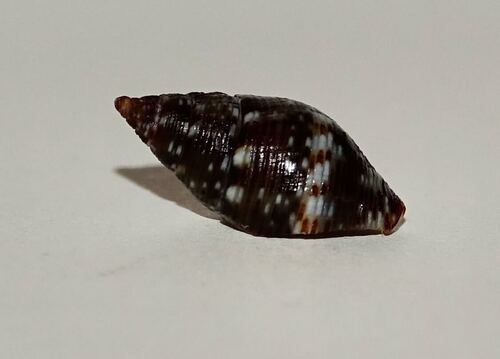 Pisania maculosa observed 2026-10-25