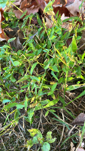 Microstegium vimineum observed 2026-10-26