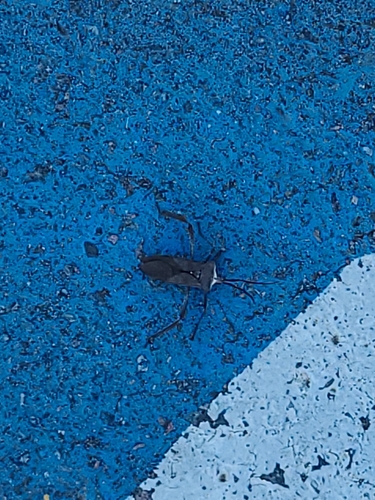 Acanthocephala observed 2026-10-26