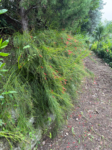Russelia equisetiformis observed 2026-10-24