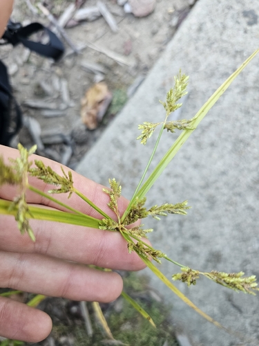 Cyperus iria observed 2026-10-26