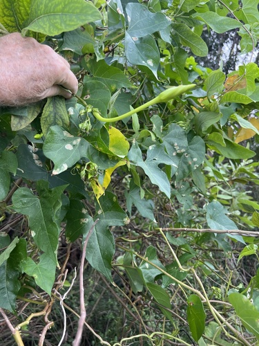 Ipomoea alba observed 2026-10-26