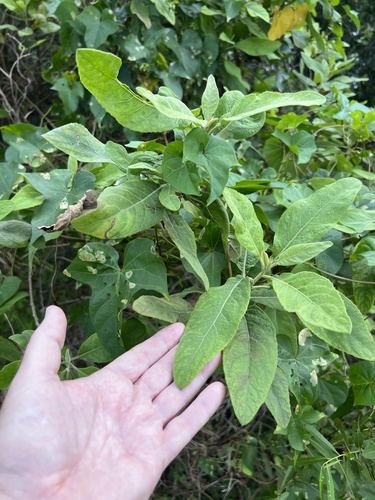 Pluchea carolinensis observed 2026-10-26