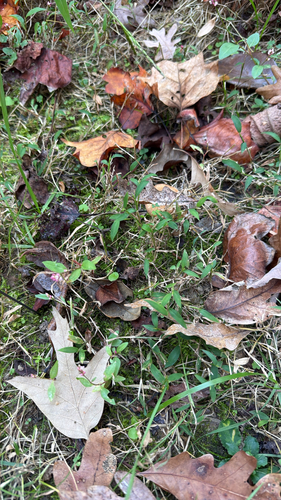 Microstegium vimineum observed 2026-10-26
