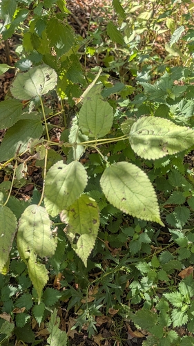 Boehmeria cylindrica, 2026-10-25