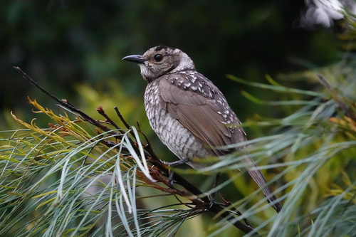 Sericulus chrysocephalus observed 2026-10-26