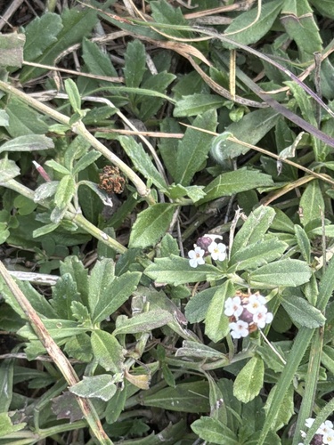 Phyla nodiflora observed 2026-10-26