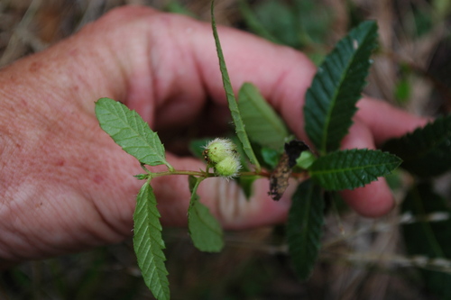 dark noseburn (Tragia nigricans)