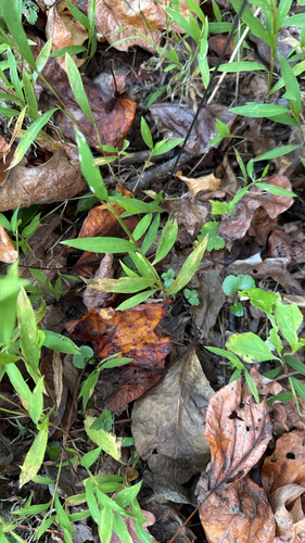 Microstegium vimineum observed 2026-10-26