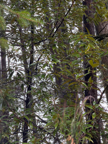 Chrysolepis chrysophylla observed 2026-10-25